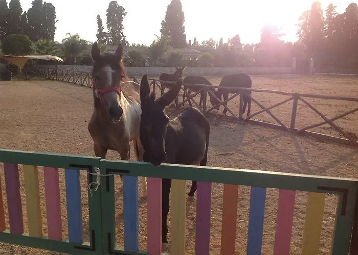 Papyrus בית חווה *